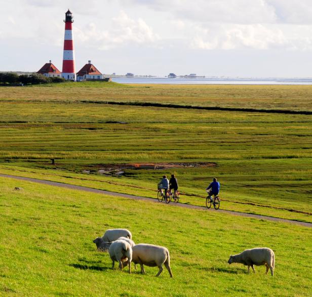 Radfahrer fahren an Schafen vorbei in Richtung des rot-weiß gestreiften Leuchtturms Westerhever.