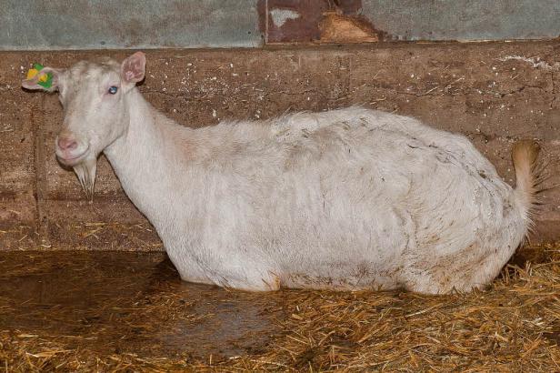 Helfer im Einsatz verletzt