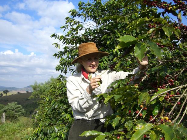 Eine Frau mit Hut erntet Kaffeebohnen auf einer Plantage.
