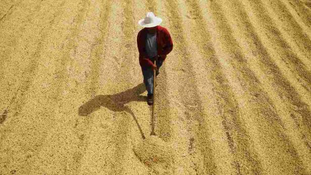 Ein Mann mit Hut harkt Kaffeebohnen zum Trocknen.