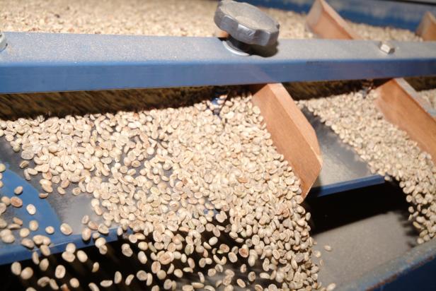 Ungebrühte Kaffeebohnen fallen von einem Förderband.