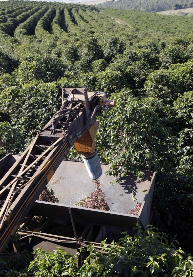 Eine Kaffeepflückmaschine erntet Kaffeekirschen auf einer Plantage.