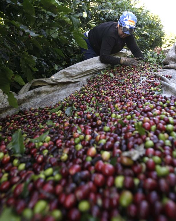 Eine Arbeiterin erntet Kaffeekirschen auf einer Kaffeeplantage.