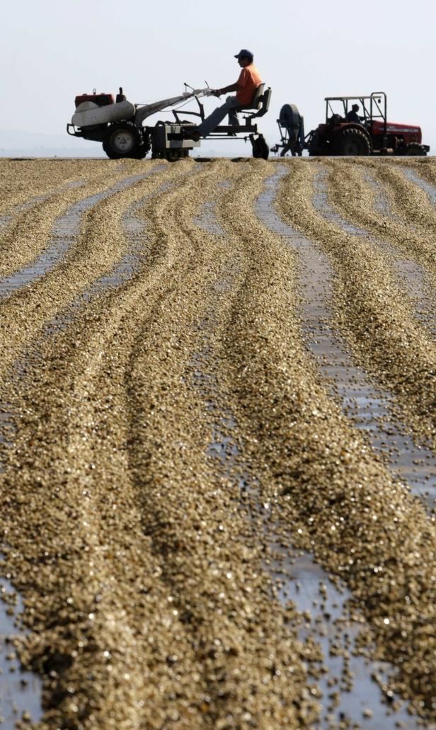 Ein Mann fährt eine Erntemaschine über ein Feld mit Kaffeebohnen.