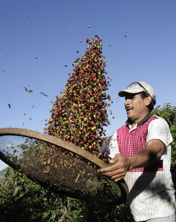 Ein Mann siebt Kaffeebohnen vor blauem Himmel.