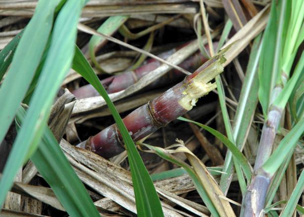 Ein Stück Zuckerrohr liegt zwischen grünen und braunen Blättern.