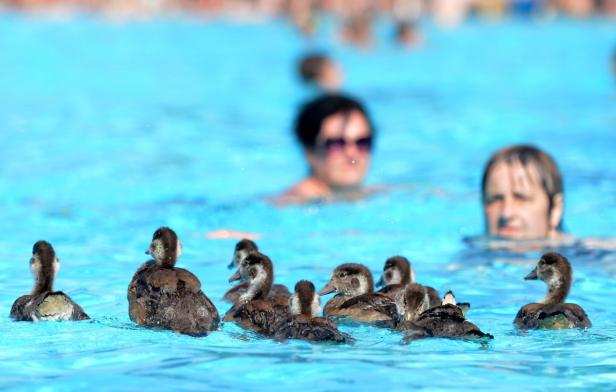 Gänse im Freibad