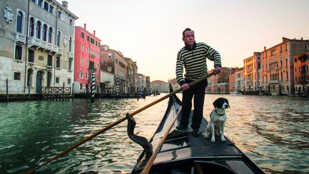 Fotografie: Hundeleben in Venedig