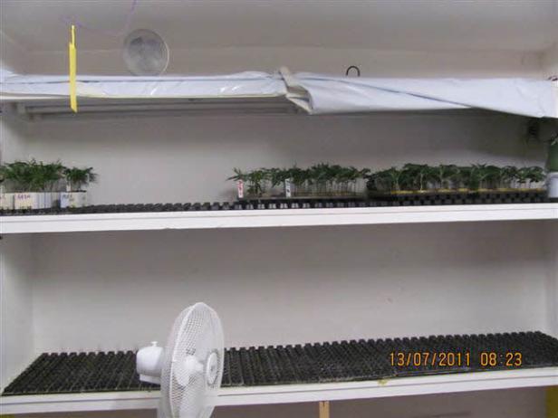 Jungpflanzen wachsen auf Regalen in einem Innenraum.