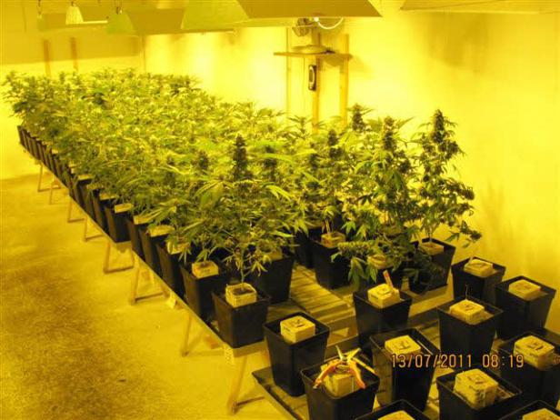 In einem Innenraum stehen viele Cannabispflanzen in Töpfen unter Lampen.