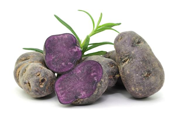 … Mehrere blaue Kartoffeln, eine davon halbiert, mit einem Rosmarinzweig.