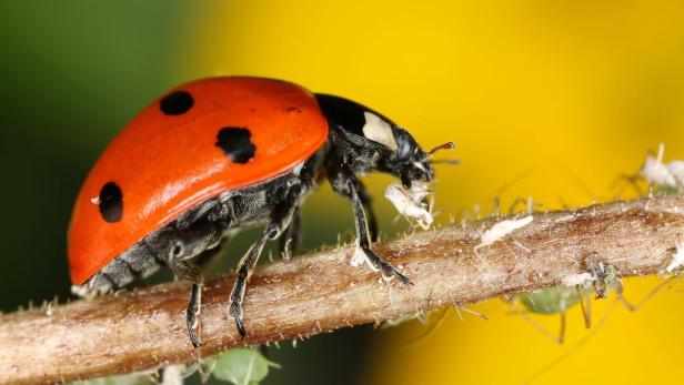 Die sechs größten Gartenfehler