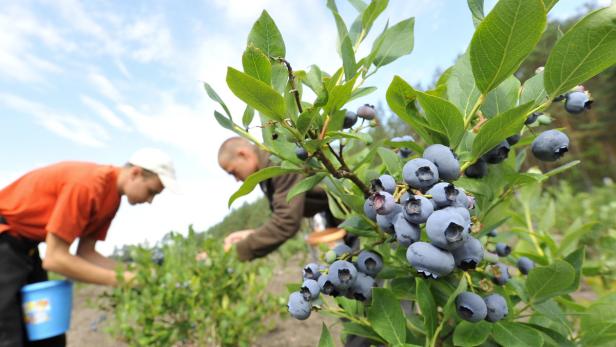 Die Beeren sind los - jetzt oder nächstes Jahr