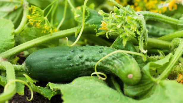 Wie längst vergessenes Saatgut das Gemüsebeet bereichert