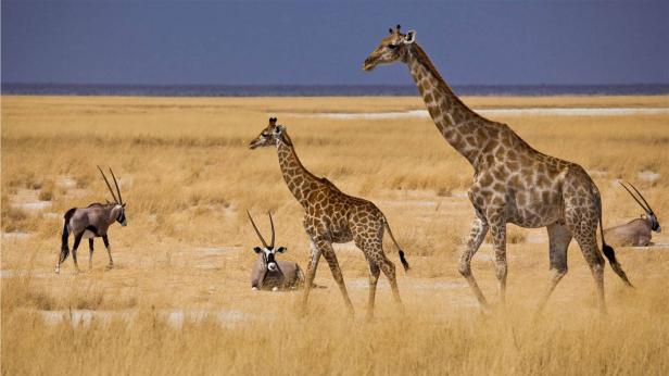 Zwei Giraffen und zwei Oryxantilopen stehen in einer trockenen Graslandschaft.