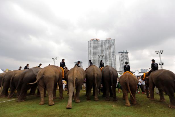 Bangkok: Wenn Elefanten Polo spielen