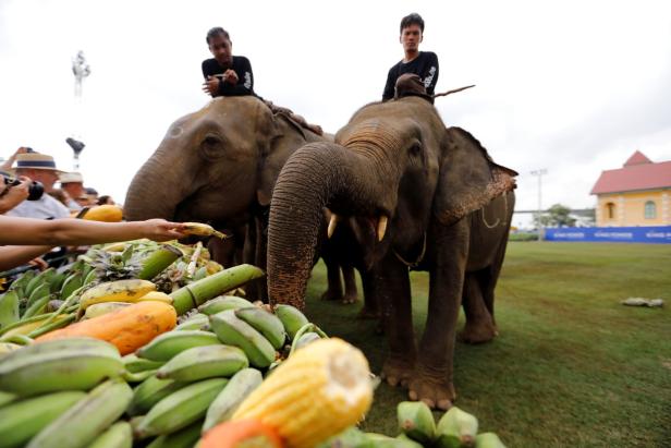 Bangkok: Wenn Elefanten Polo spielen