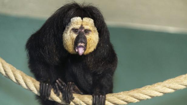 Neue Affenart: Weißgesichtssakis in Schönbrunn eingezogen