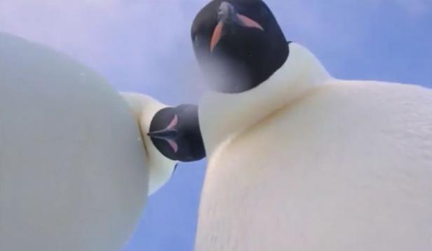 Antarktis: Pinguine posieren für Selfie-Clip