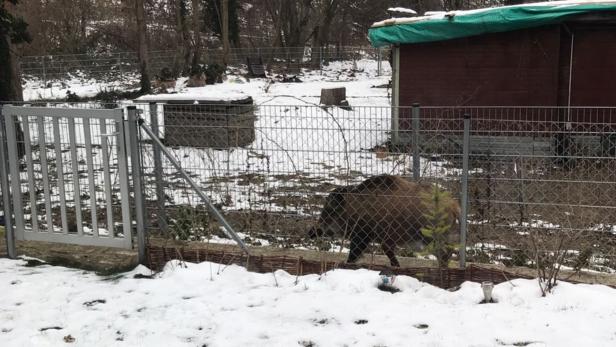 Donaustadt: Jäger locken Schweine in die Falle