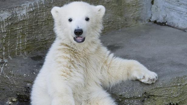 Schönbrunn packt Kuschelkeule aus