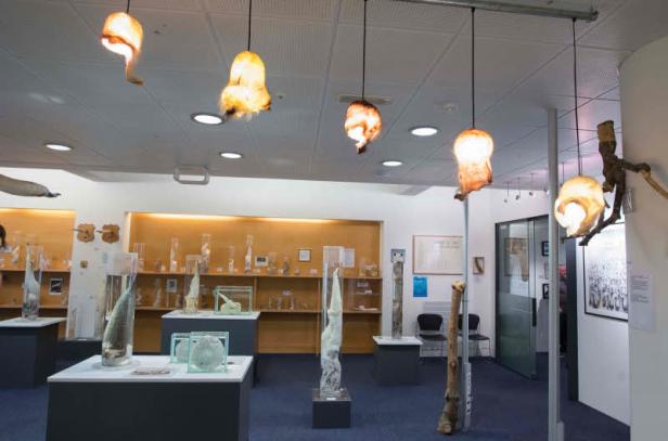 Verwirrung um isländisches Penis-Museum