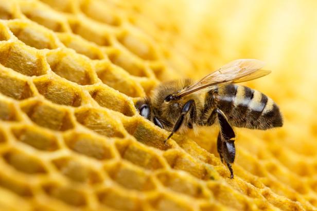 Von Bienen und anderen Blitzgneißern