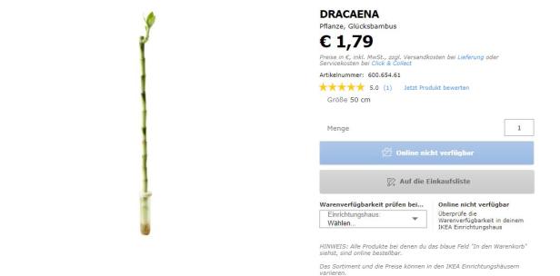 Glücksbambus von Ikea anscheinend kein Bambus