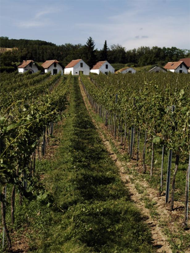Weinschule, Folge 6: Die Wachau