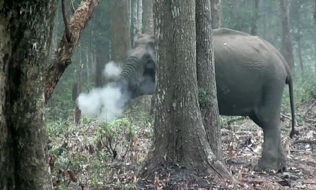 Indien: Rauchender Elefant gibt Rätsel auf