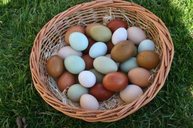 Getupft, grün oder rot: Wo glückliche Hühner bunte Eier legen