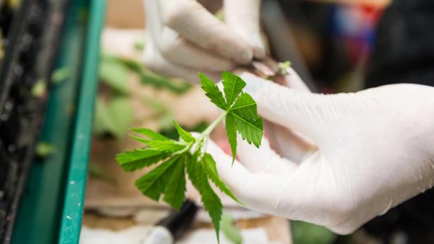 Geschäft mit Cannabis floriert: Nur Blühen ist streng verboten