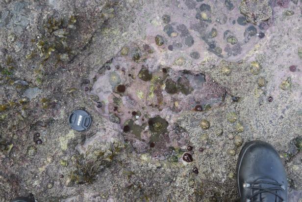 Schottland: Forscher entdeckten riesige Dinosaurier-Fußabdrücke