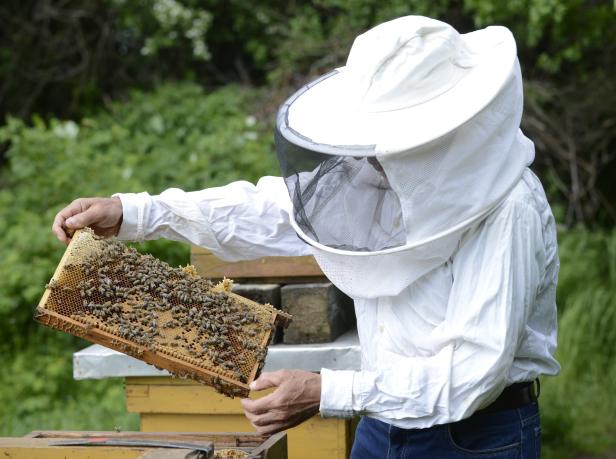 Ein Imker in Schutzkleidung hält eine Bienenwabe in der Hand.