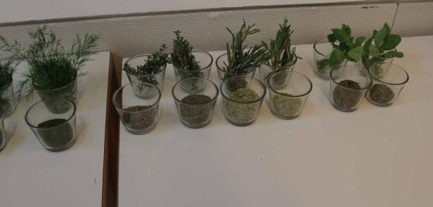 Verschiedene frische und getrocknete Kräuter in kleinen Gläsern auf einem Tisch.