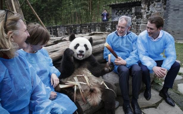 Chinas Panda-Diplomatie: Herzige Bären als Zuckerbrot