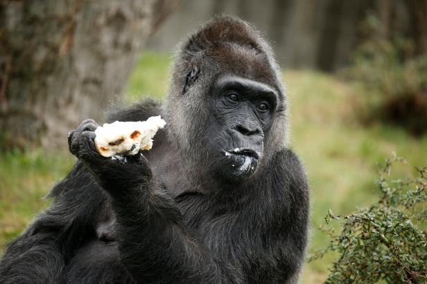 Älteste bekannte Gorilladame der Welt feiert Geburtstag
