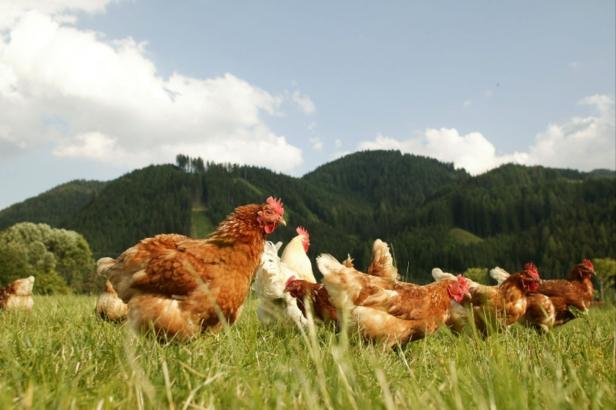 Diese Konkursmasse gackert: 9000 Hühner suchen Platz