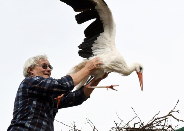 Storch fliegt jährlich 13.000 Kilometer zu verletzter Störchin