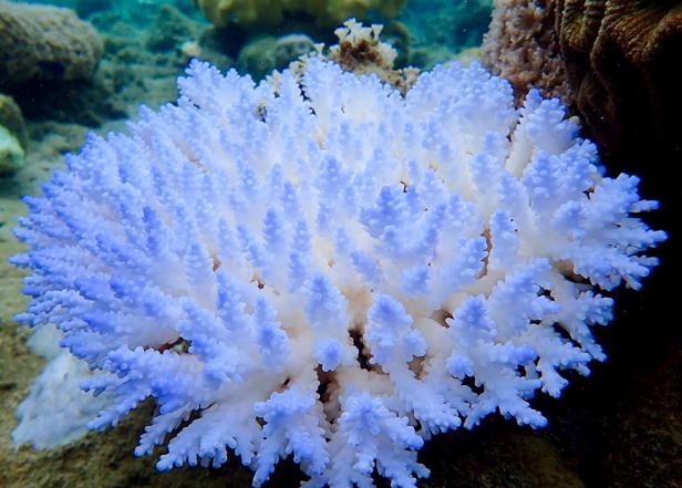Great Barrier Reef: Korallen sterben massenhaft ab