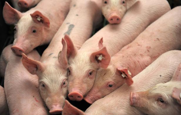 Burgenland will Vollspaltenböden in der Schweinhaltung verbieten