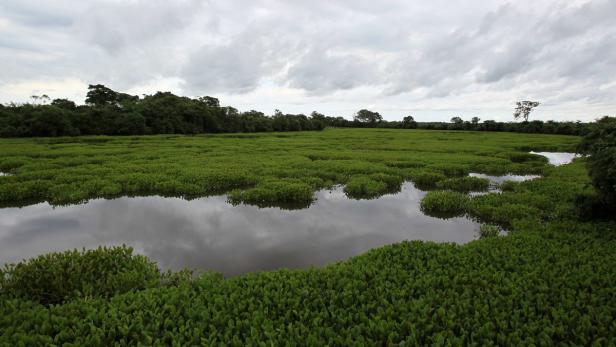 Eine grüne Wasserfläche, bedeckt mit Vegetation, unter einem bewölkten Himmel.