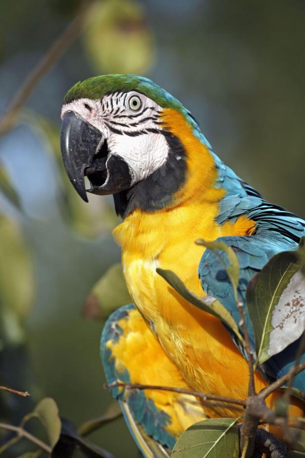 Ein blau-gelber Ara sitzt auf einem Ast.