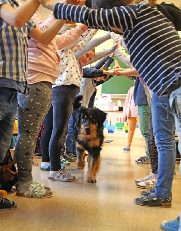 Schulhund: Ein Lehrer auf vier Pfoten
