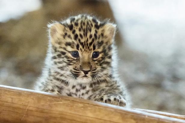 Erster Amurleoparden-Nachwuchs im Tiergarten Schönbrunn