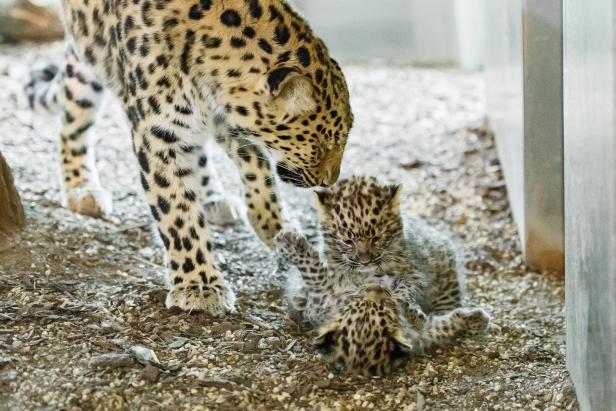 Erster Amurleoparden-Nachwuchs im Tiergarten Schönbrunn