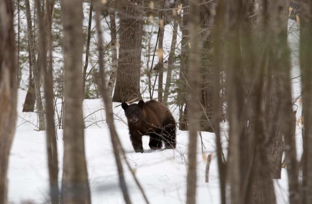 New Hampshire: Bärenflüsterer zieht verwaiste Bärenjunge auf
