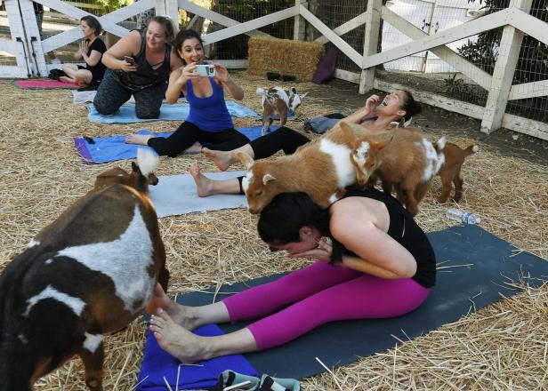 LIFESTYLE-US-YOGA-GOATS