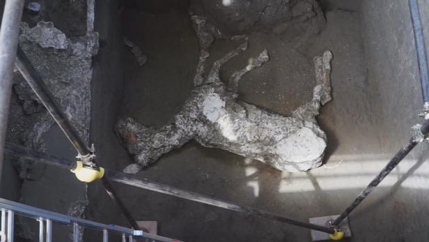 Spektakulärer Fund: Pferd starb bei Vulkanausbruch