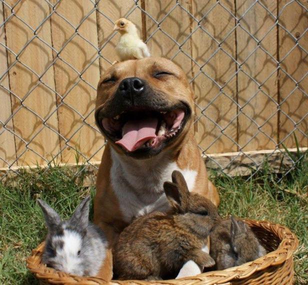 Pitbull happy
